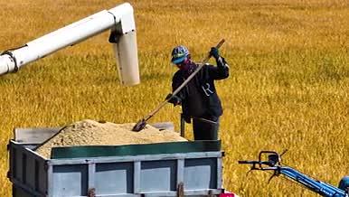 4k航拍农业农田收割机收割水稻视频的预览图